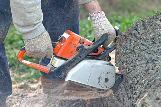 Trusted Grimes, IA Tree Removal Services Experts